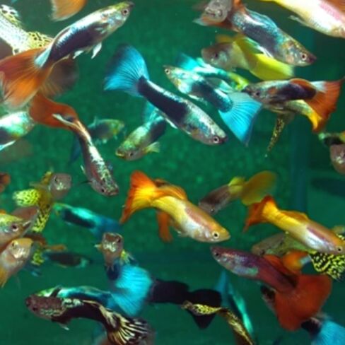 Swimming Creatures™ 15 Mixed Male Guppy Live Tropical Freshwater Aquarium Fish (Approx. 1") – Assorted Colors & Patterns in Kuwait