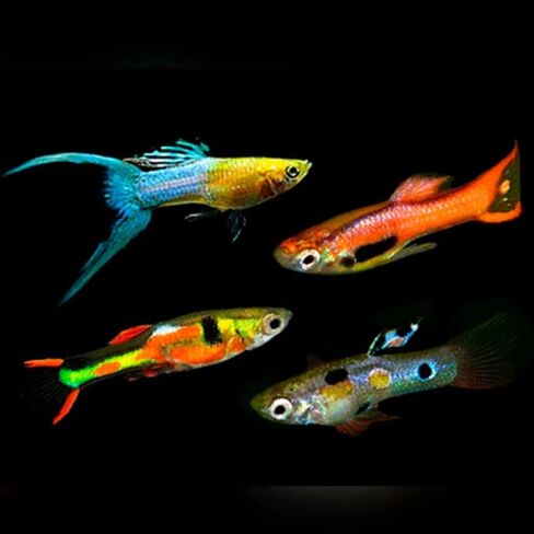 Swimming Creatures™ 15 Mixed Male Guppy Live Tropical Freshwater Aquarium Fish (Approx. 1") – Assorted Colors & Patterns in Kuwait