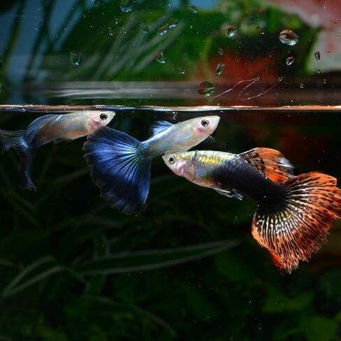 Swimming Creatures™ 15 Mixed Male Guppy Live Tropical Freshwater Aquarium Fish (Approx. 1") – Assorted Colors & Patterns in Kuwait