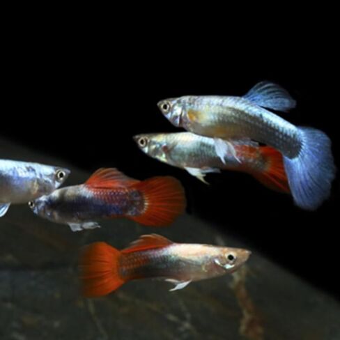 Swimming Creatures™ 15 Mixed Male Guppy Live Tropical Freshwater Aquarium Fish (Approx. 1") – Assorted Colors & Patterns in Kuwait