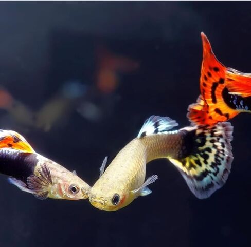 Swimming Creatures™ 15 Mixed Male Guppy Live Tropical Freshwater Aquarium Fish (Approx. 1") – Assorted Colors & Patterns in Kuwait