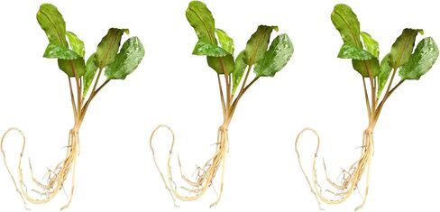 نباتات حوض السمك الحية الخضراء من Cryptocoryne wendtii، 3 عبوات، نباتات مائية داخلية in Kuwait