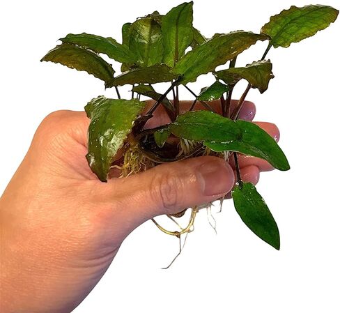 نباتات حوض السمك الحية الخضراء من Cryptocoryne wendtii، 3 عبوات، نباتات مائية داخلية in Kuwait