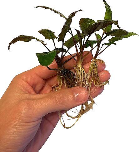نباتات حوض السمك الحية الخضراء من Cryptocoryne wendtii، 3 عبوات، نباتات مائية داخلية in Kuwait