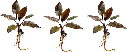 نباتات حوض السمك الحية الحمراء من Cryptocoryne wendtii، 3 عبوات، نباتات مائية داخلية in Kuwait
