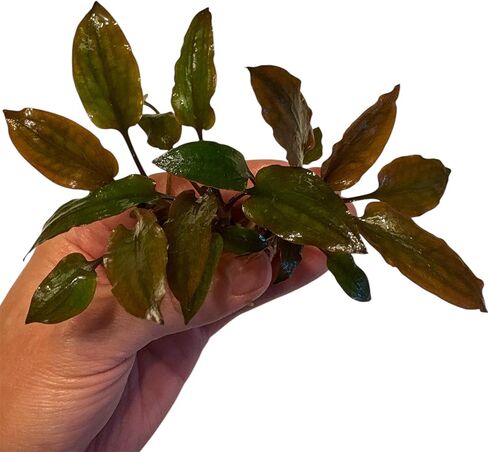 نباتات حوض السمك الحية الحمراء من Cryptocoryne wendtii، 3 عبوات، نباتات مائية داخلية in Kuwait