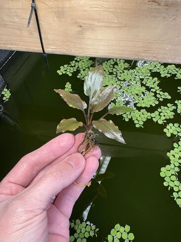 نباتات حوض السمك الحية الحمراء من Cryptocoryne wendtii، 3 عبوات، نباتات مائية داخلية in Kuwait