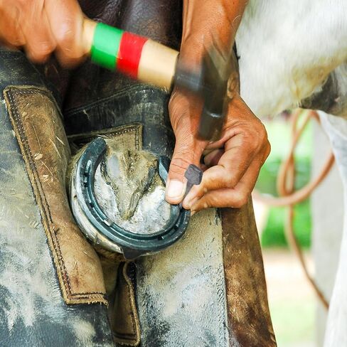TEHAUX 20pcs Iron Horseshoe Nails Set Metal Hoof Accessories 4cm Length Hoof Repair Tools for Equestrian Farrier Supplies and Horse Maintenance in Kuwait