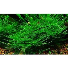 أحواض أسماك ماركوس - طحلب الكريسماس Vescularia Montagnei Easy Live Aquarium Plant جزء كبير الحجم من لعبة البيسبول، اشترِ 2 واحصل على 1 مجانًا in Kuwait