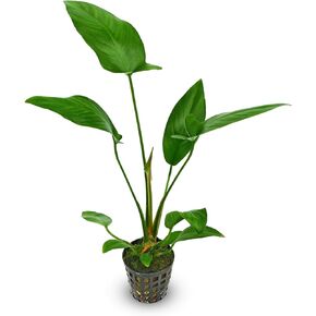 Pilea Cadierei (مصنع الألومنيوم) النوع: جذر عاري - نبات حوض السمك الحي in Kuwait