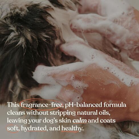 Dandylion Soothe Gentle Cleansing Dog Shampoo | Fragrance-Free for Sensitive & Dry Skin | Sulfate-Free, pH Balanced, Plant-Derived Formula | 16 fl oz in Kuwait