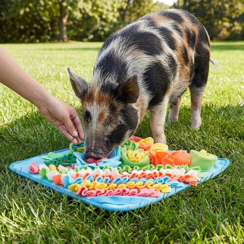 حصيرة Novabright Piggy Snuffle مقاس 15.75 × 15.75 بوصة، وسادة علف ملونة لألعاب إثراء الخنازير مع ظهر مانع للانزلاق، حصيرة استنشاق لخنازير غينيا والأرانب والكلاب، سهلة التنظيف in Kuwait