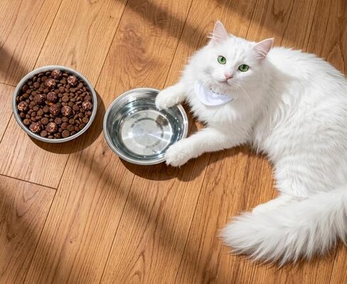 Greendale - 4 Pack - Cat Food Bowls - 1.8 Cups (425 ml) - Stainless Steel Cat Bowls - Perfect for Cat Food, Water and as Replacement Bowls for Elevated Stands. Great for Cats, Kittens & Small Dogs in Kuwait