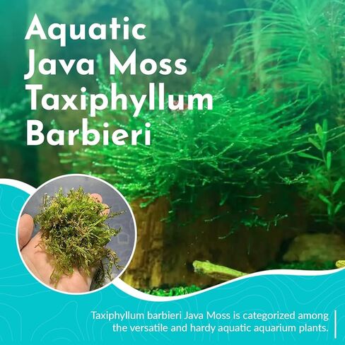 Java Moss Taxiphyllum Barbieri Live Fresh Water Aquarium Moss - ضوء منخفض in Kuwait