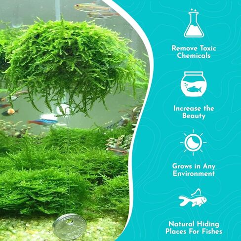 Java Moss Taxiphyllum Barbieri Live Fresh Water Aquarium Moss - ضوء منخفض in Kuwait