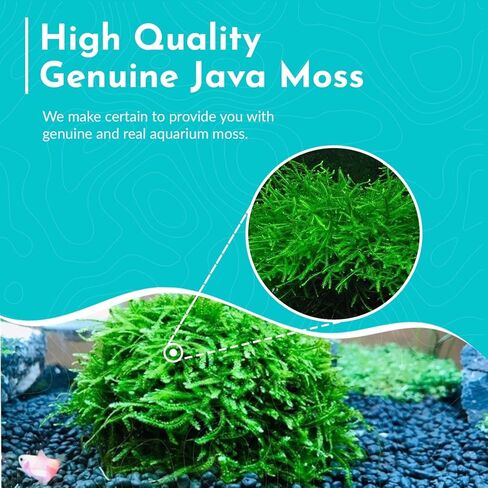 Java Moss Taxiphyllum Barbieri Live Fresh Water Aquarium Moss - ضوء منخفض in Kuwait