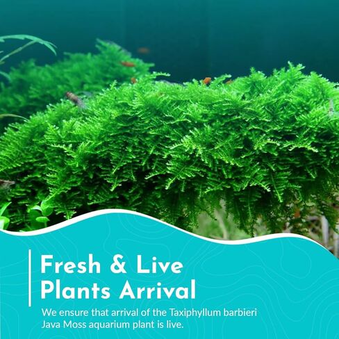 Java Moss Taxiphyllum Barbieri Live Fresh Water Aquarium Moss - ضوء منخفض in Kuwait