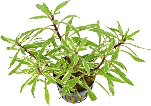 Hornwort Ludwigia Inclinata Verticillata White Potted - نبات مائي لأحواض المياه العذبة - تنوع أبيض نابض بالحياة وأخضر مورق - تعزيز وضوح المياه - 5 عبوات in Kuwait