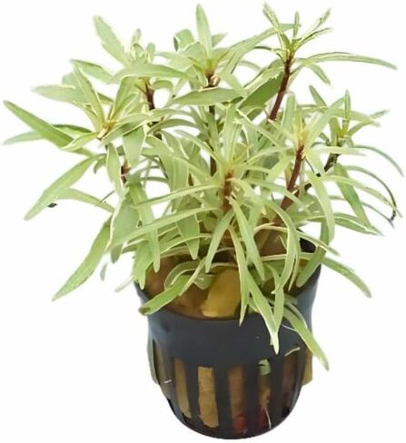 Hornwort Ludwigia Inclinata Verticillata White Potted - نبات مائي لأحواض المياه العذبة - تنوع أبيض نابض بالحياة وأخضر مورق - تعزيز وضوح المياه - 5 عبوات in Kuwait