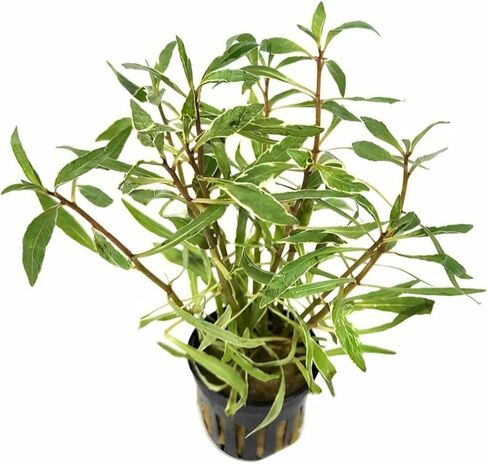 Hornwort Ludwigia Inclinata Verticillata White Potted - نبات مائي لأحواض المياه العذبة - تنوع أبيض نابض بالحياة وأخضر مورق - تعزيز وضوح المياه - 5 عبوات in Kuwait