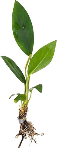 Anubias Congensis - Live Aquarium Plant - Freshwater - Low Light in Kuwait