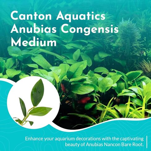 Anubias Congensis - Live Aquarium Plant - Freshwater - Low Light in Kuwait