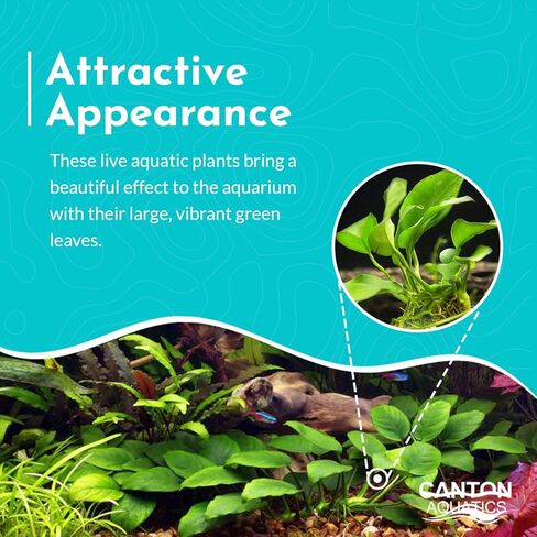 Anubias Congensis - Live Aquarium Plant - Freshwater - Low Light in Kuwait