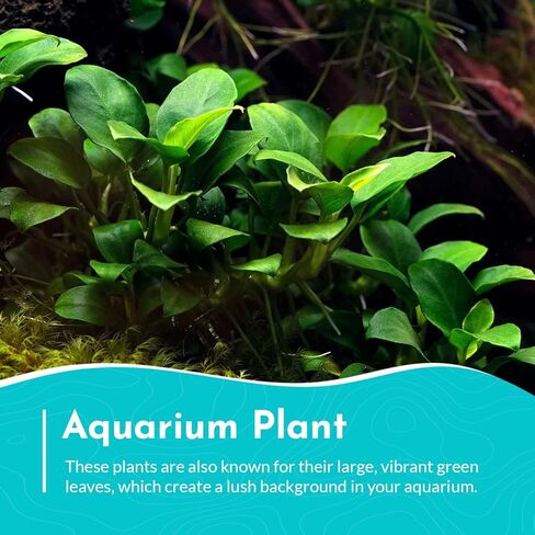 Anubias Congensis - Live Aquarium Plant - Freshwater - Low Light in Kuwait