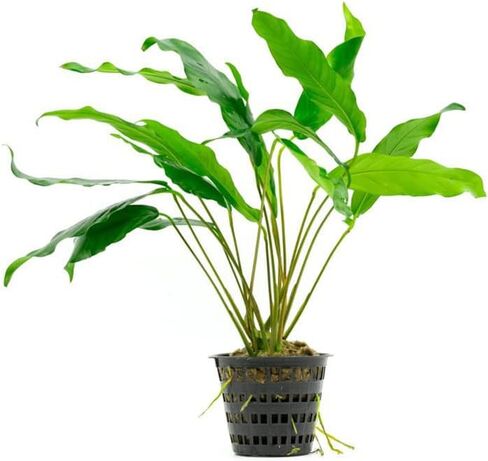 Anubias Minima Bare Root - Live Aquarium Plant - Freshwater - Low Light in Kuwait