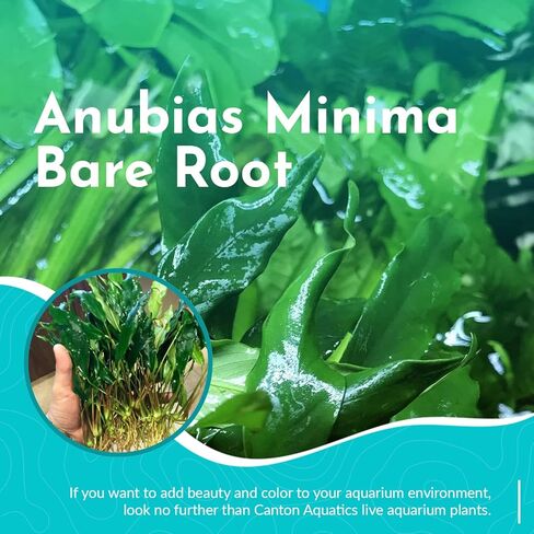 Anubias Minima Bare Root - Live Aquarium Plant - Freshwater - Low Light in Kuwait
