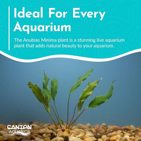 Anubias Minima Bare Root - Live Aquarium Plant - Freshwater - Low Light in Kuwait