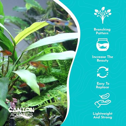 Anubias Minima Bare Root - Live Aquarium Plant - Freshwater - Low Light in Kuwait