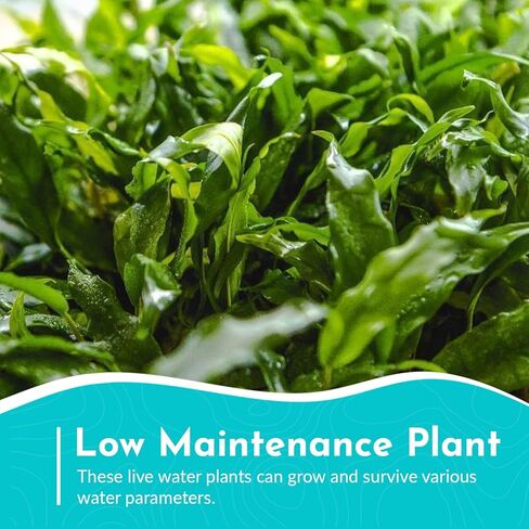 Anubias Minima Bare Root - Live Aquarium Plant - Freshwater - Low Light in Kuwait
