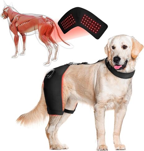 Dog Hip Brace with Red Infrared Light Therapy – Pain Relief for Arthritis, Hip Dysplasia, Spine Issues & Muscle Recovery, Portable & Cordless, Patent Pending(Female Dog, XXL) in Saudi Arabia