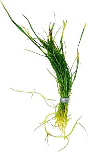 Micro Sword NarrowLeaf (Lilaeopsis Zelandiae) - Live Aquarium Plant - Freshwater - Medium Light in Kuwait