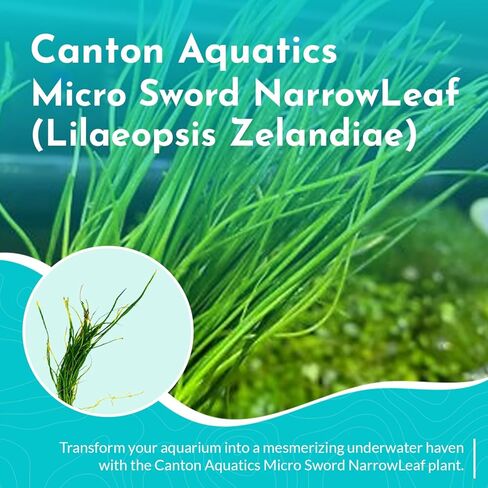 Micro Sword NarrowLeaf (Lilaeopsis Zelandiae) - Live Aquarium Plant - Freshwater - Medium Light in Kuwait