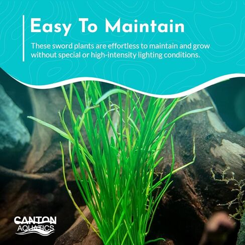 Micro Sword NarrowLeaf (Lilaeopsis Zelandiae) - Live Aquarium Plant - Freshwater - Medium Light in Kuwait
