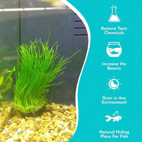Micro Sword NarrowLeaf (Lilaeopsis Zelandiae) - Live Aquarium Plant - Freshwater - Medium Light in Kuwait
