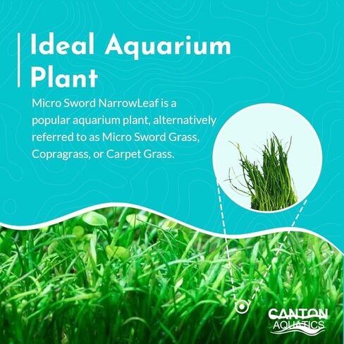 Micro Sword NarrowLeaf (Lilaeopsis Zelandiae) - Live Aquarium Plant - Freshwater - Medium Light in Kuwait