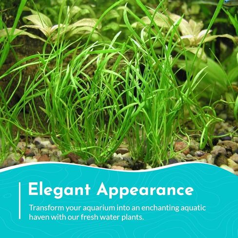 Micro Sword NarrowLeaf (Lilaeopsis Zelandiae) - Live Aquarium Plant - Freshwater - Medium Light in Kuwait