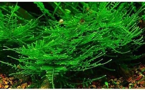 أحواض أسماك ماركوس - طحلب الكريسماس Vescularia Montagnei Easy Live Aquarium Plant جزء كبير الحجم من لعبة البيسبول، اشترِ 2 واحصل على 1 مجانًا in Kuwait