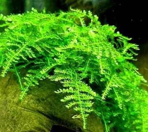 أحواض أسماك ماركوس - طحلب الكريسماس Vescularia Montagnei Easy Live Aquarium Plant جزء كبير الحجم من لعبة البيسبول، اشترِ 2 واحصل على 1 مجانًا in Kuwait