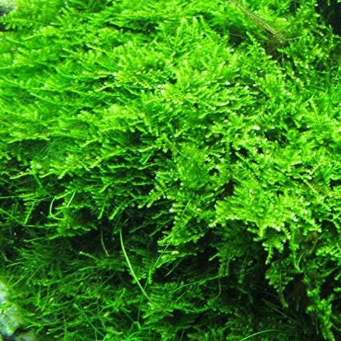 أحواض أسماك ماركوس - طحلب الكريسماس Vescularia Montagnei Easy Live Aquarium Plant جزء كبير الحجم من لعبة البيسبول، اشترِ 2 واحصل على 1 مجانًا in Kuwait