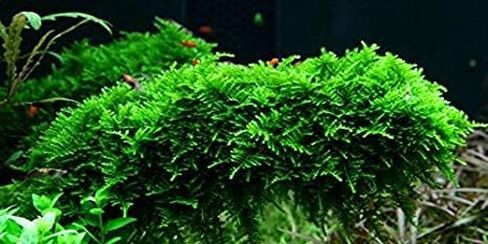 أحواض أسماك ماركوس - طحلب الكريسماس Vescularia Montagnei Easy Live Aquarium Plant جزء كبير الحجم من لعبة البيسبول، اشترِ 2 واحصل على 1 مجانًا in Kuwait