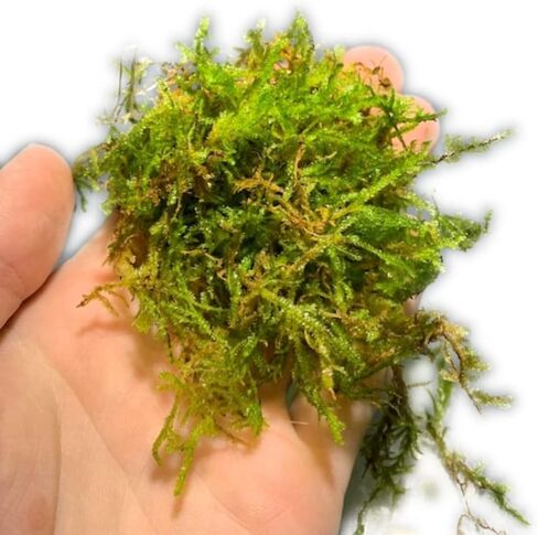 أحواض أسماك ماركوس - طحلب الكريسماس Vescularia Montagnei Easy Live Aquarium Plant جزء كبير الحجم من لعبة البيسبول، اشترِ 2 واحصل على 1 مجانًا in Kuwait