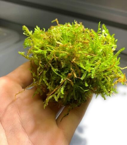 أحواض أسماك ماركوس - طحلب الكريسماس Vescularia Montagnei Easy Live Aquarium Plant جزء كبير الحجم من لعبة البيسبول، اشترِ 2 واحصل على 1 مجانًا in Kuwait