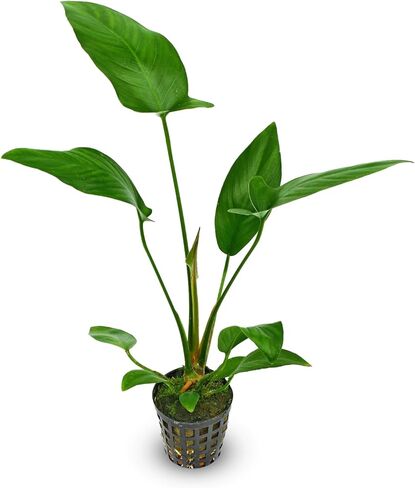 Pilea Cadierei (مصنع الألومنيوم) النوع: جذر عاري - نبات حوض السمك الحي in Kuwait
