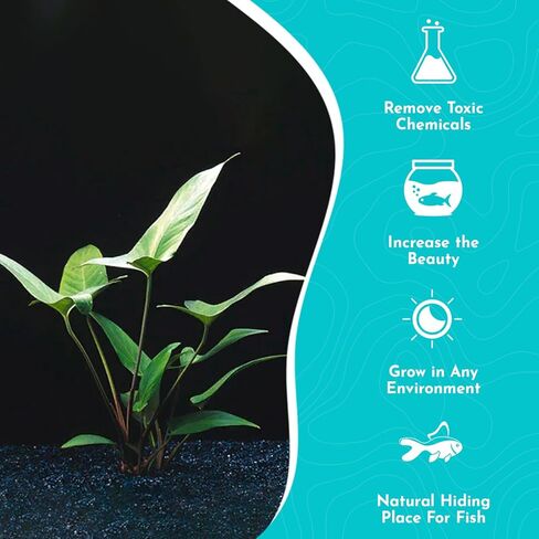 Pilea Cadierei (مصنع الألومنيوم) النوع: جذر عاري - نبات حوض السمك الحي in Kuwait
