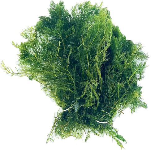 3xHornwort Plants, Live Aquarium Plants | Fast-Growing Aquatic Plants Perfect for Beginners in Kuwait