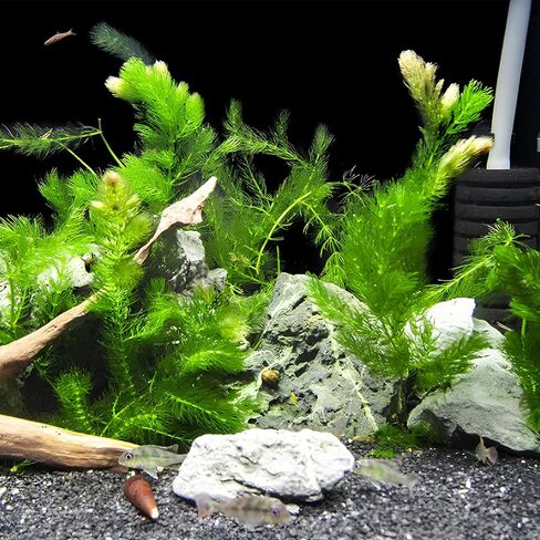 3xHornwort Plants, Live Aquarium Plants | Fast-Growing Aquatic Plants Perfect for Beginners in Kuwait